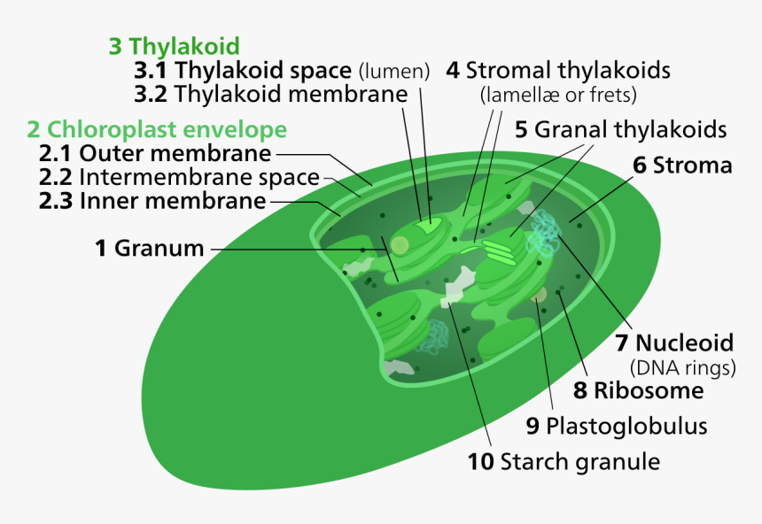 Chloroplast Thylakoid Membrane, HD Png Download, Free Download