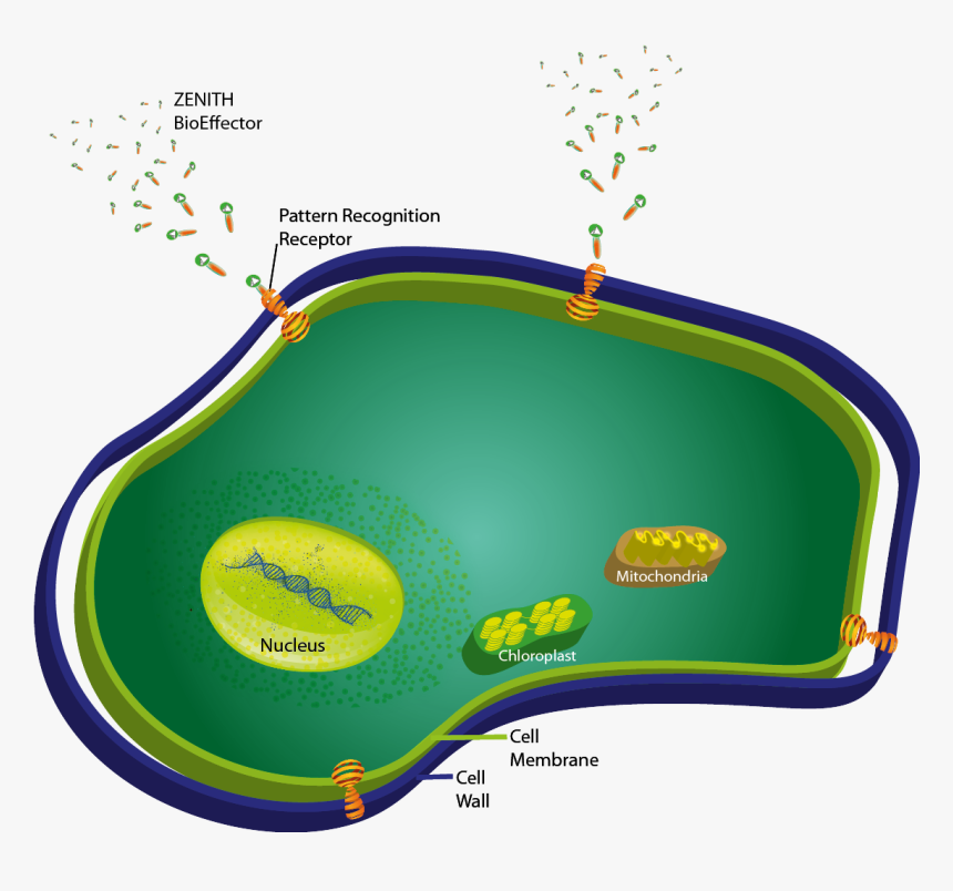 Cell2 - Bioeffector - Soccer-specific Stadium, HD Png Download, Free Download