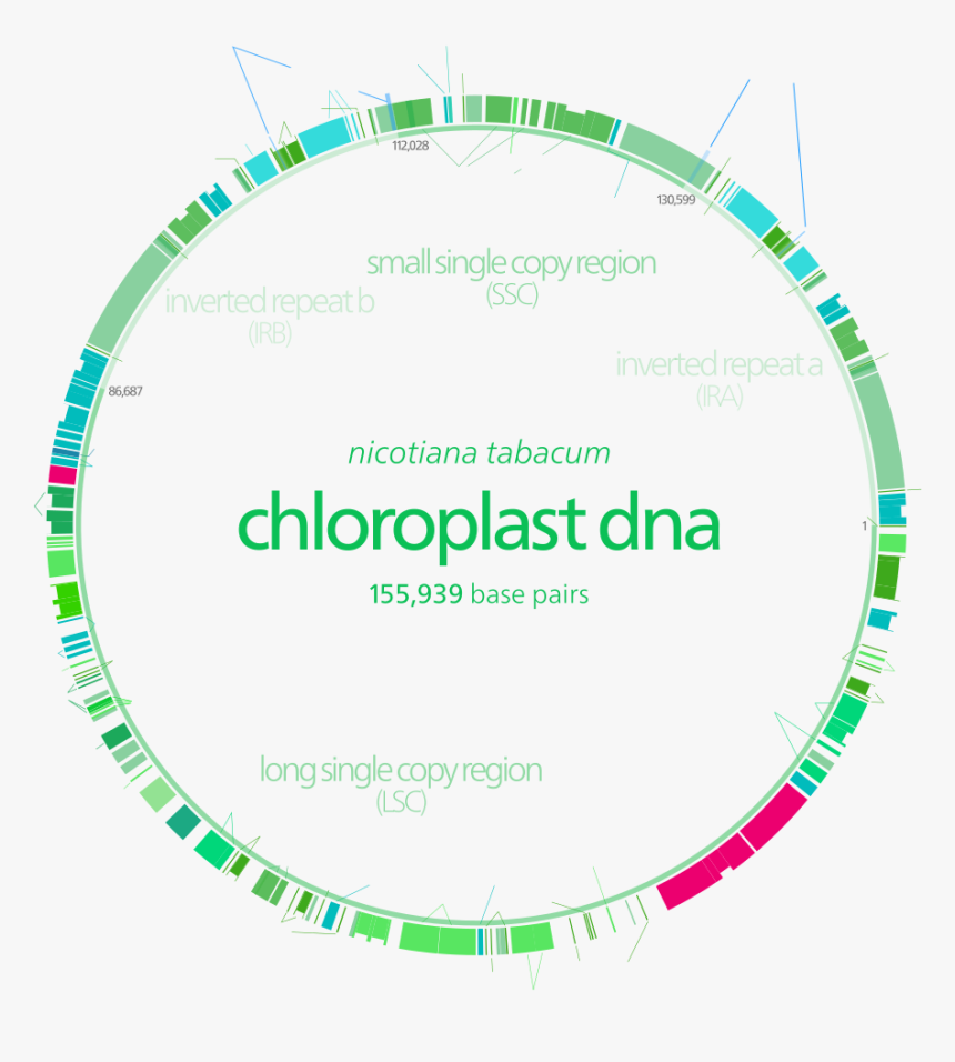 Chloroplasten Dna, HD Png Download, Free Download