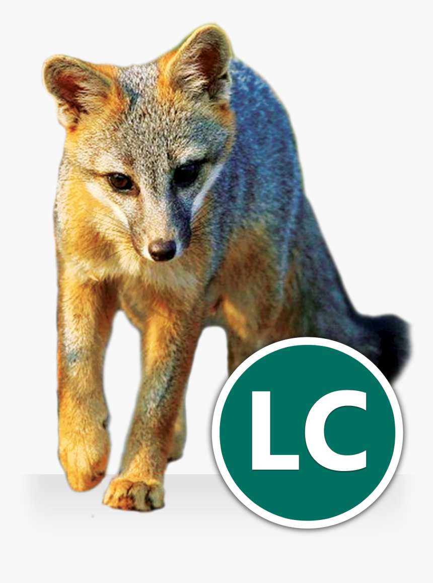 Grey Fox Icon - Grey Fox Transparent, HD Png Download, Free Download