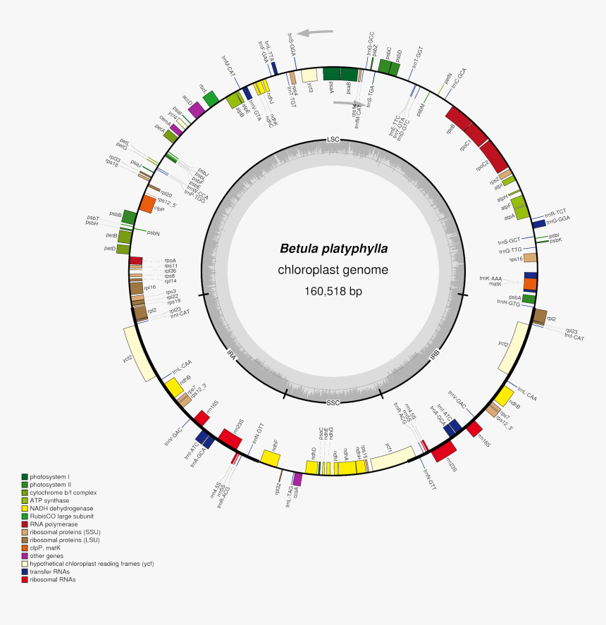 Fig - - Chloroplast Genome, HD Png Download, Free Download