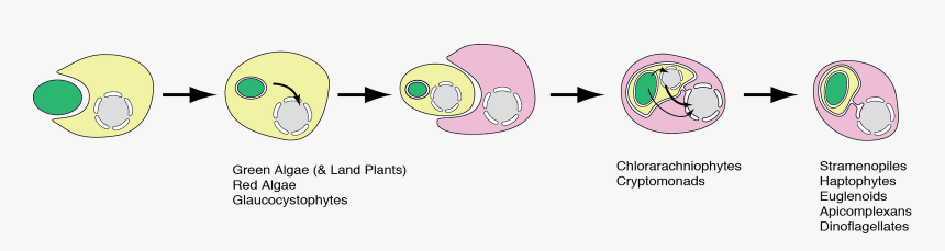 Animation Endosymbiosis Mitochondria, HD Png Download, Free Download