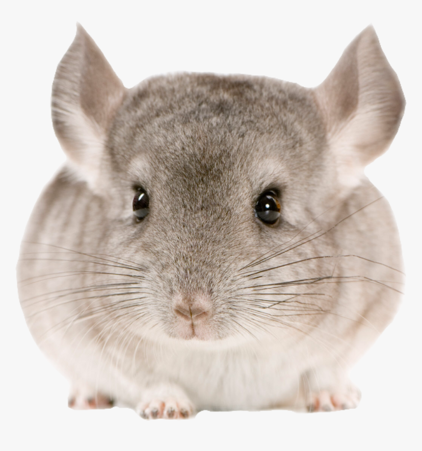 Chinchilla Fact, HD Png Download, Free Download