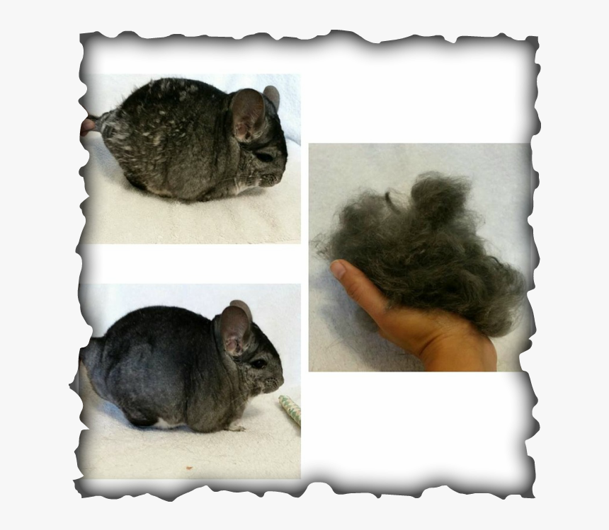 Chinchilla Fur Chewing Hd Png Download Kindpng