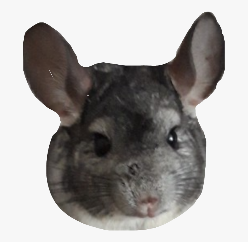 #chinchilla #szynszyl - Mouse, HD Png Download, Free Download