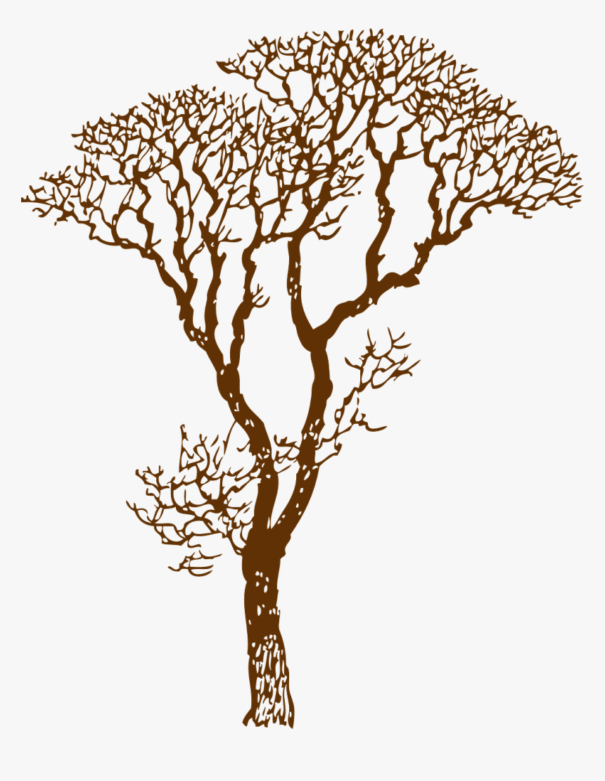 Clip Art Oak Tree Outlines - Big Tree Drawing Easy, HD Png Download ,  Transparent Png Image - PNGitem