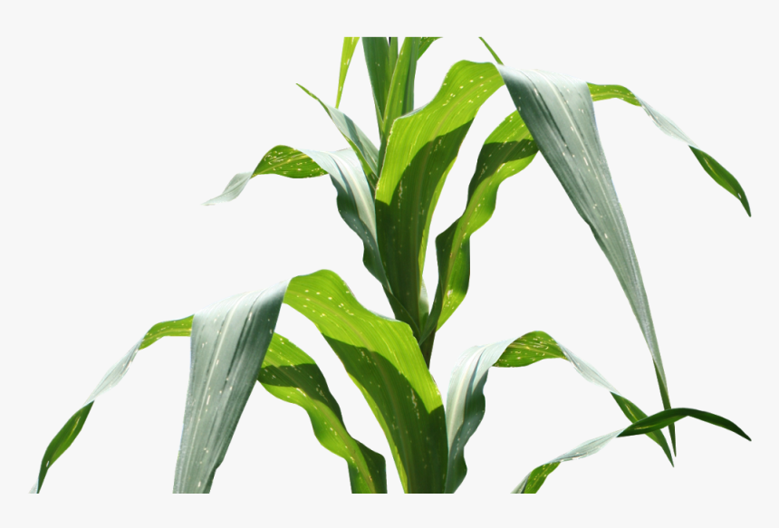 corn plant png