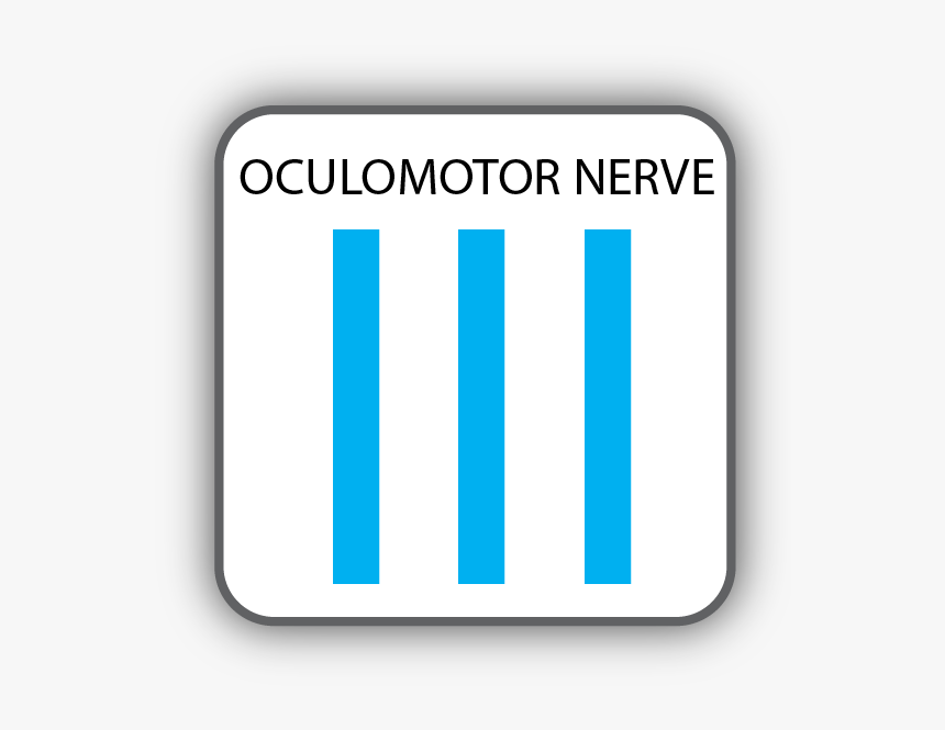 Cranial Nerve Iii, HD Png Download, Free Download