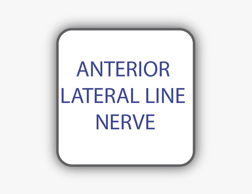 Anterior Lateral Line Nerve, HD Png Download, Free Download