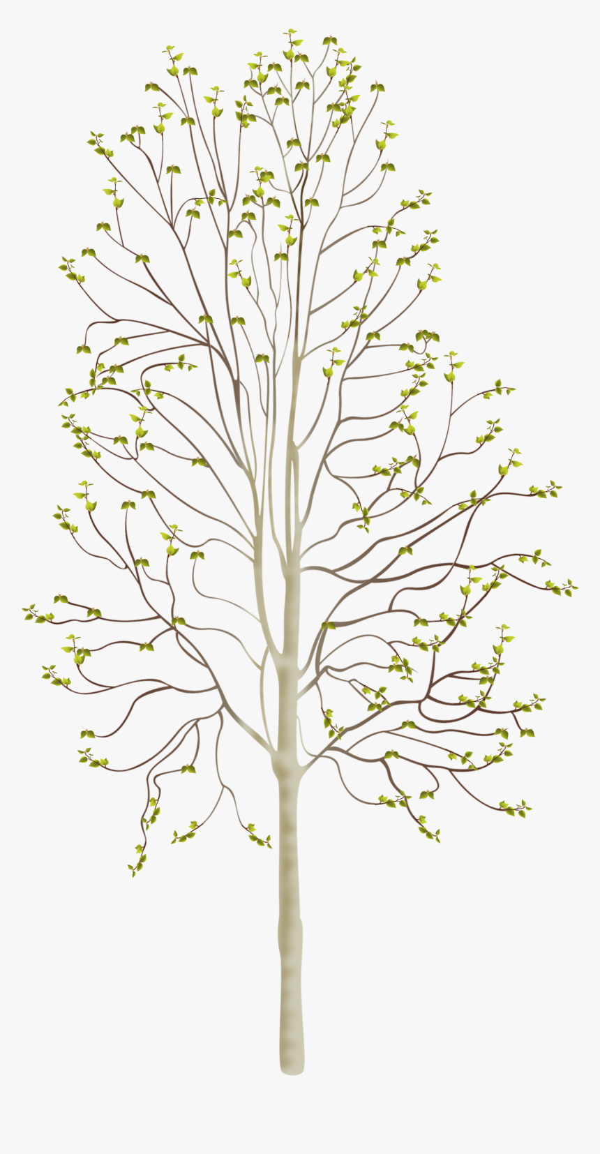 Birchtree Spring, HD Png Download, Free Download