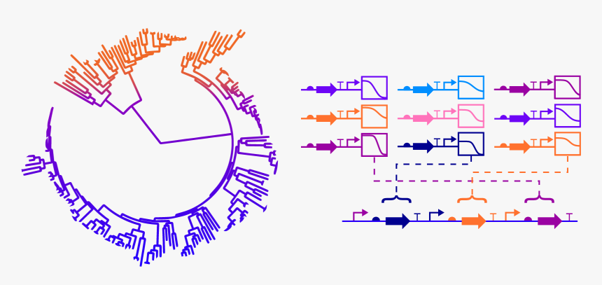 Tree Of Life With Genome, HD Png Download, Free Download