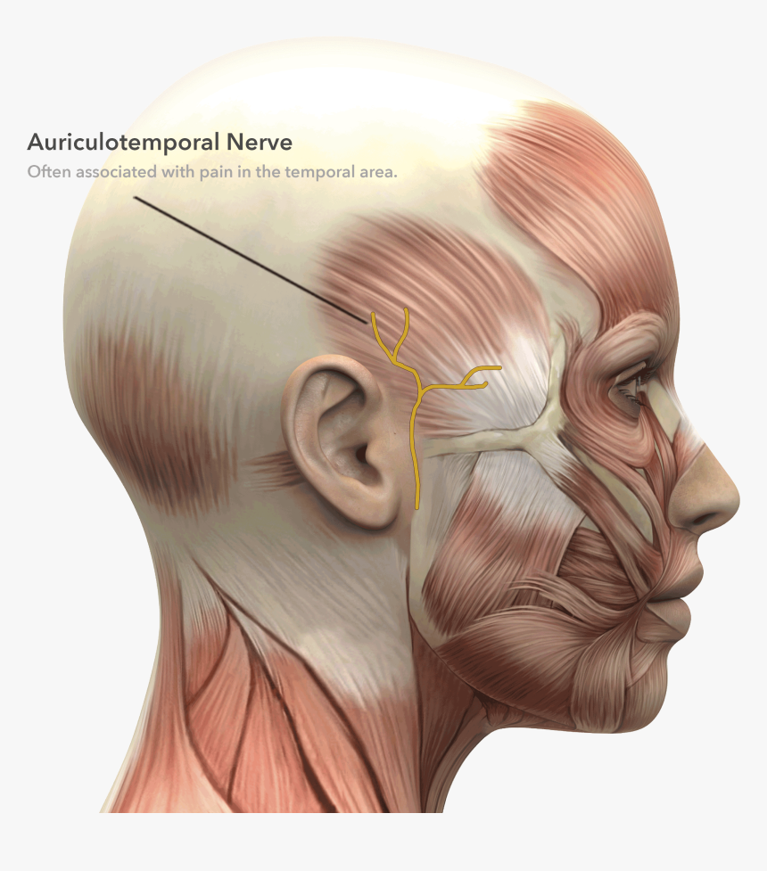 Transparent Deflated Balloon Png - Human Head Anatomy Side View, Png Download, Free Download