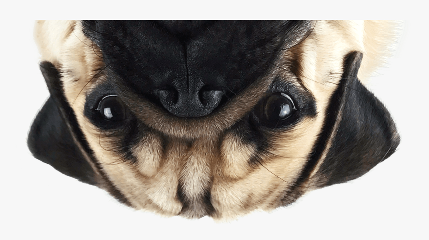 Thug Life Pug Png Image - Pug Png, Transparent Png, Free Download