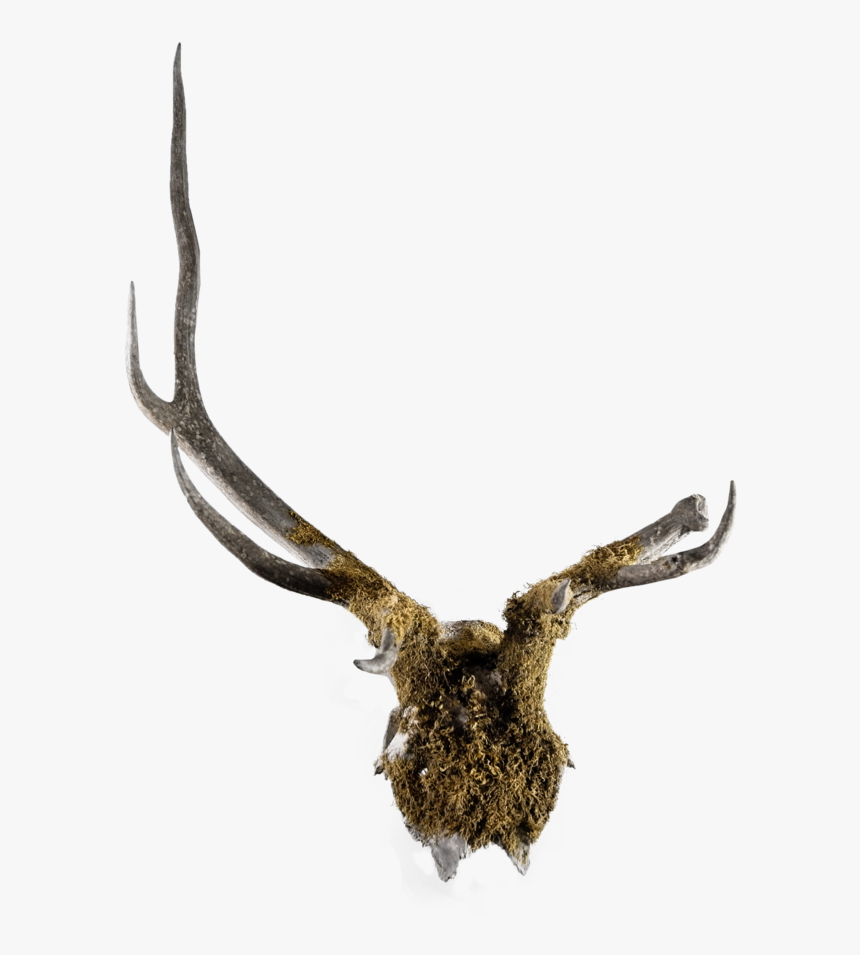 Mossy Deer Antler Mount , Png Download - Deer, Transparent Png, Free Download