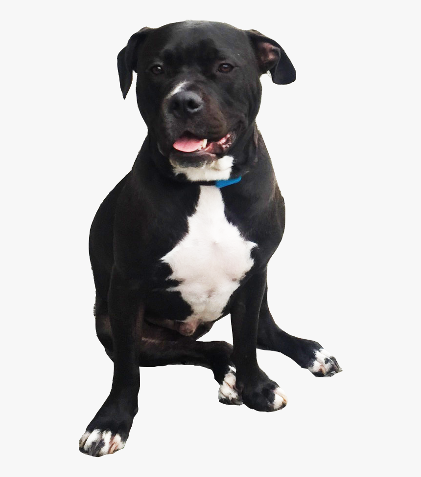 Harvey The Pitbull - Staffordshire Bull Terrier Png, Transparent Png, Free Download