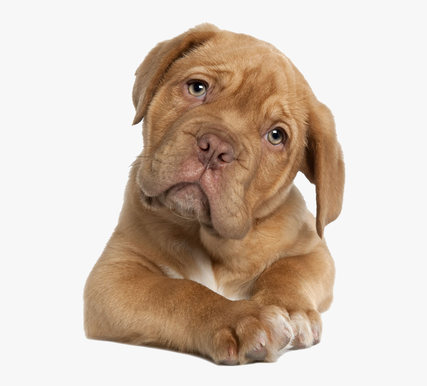 Puppy - Dogue De Bordeaux Png, Transparent Png, Free Download