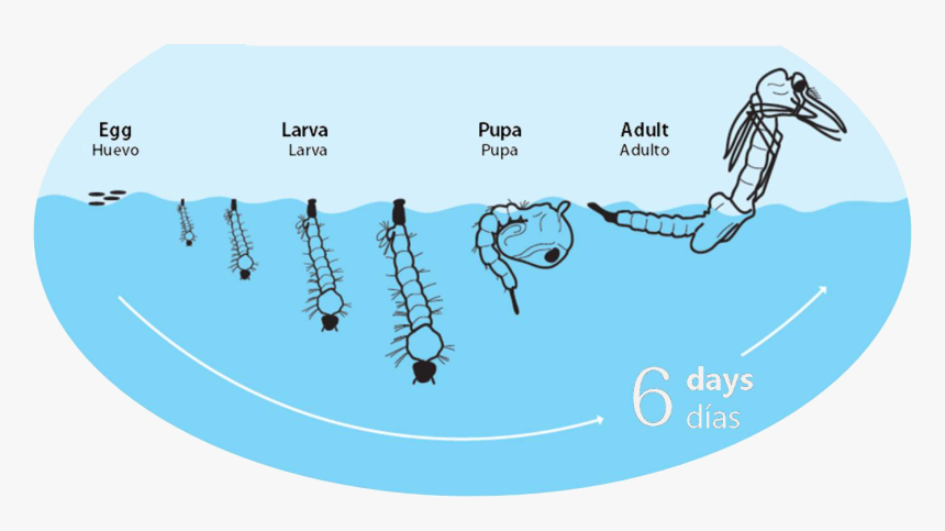 Ciclo De Vida Del Mosquito Tigre - Proceso De Reproduccion Del Mosquito, HD Png Download, Free Download