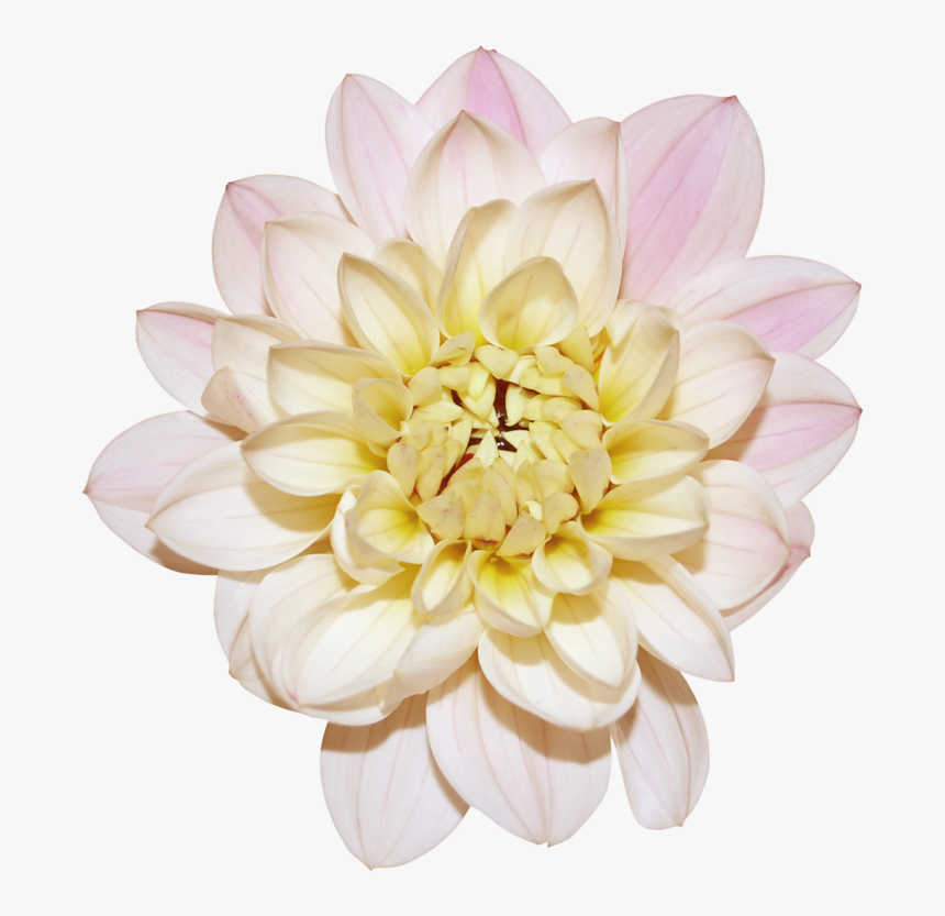 Flor Dália Png, Transparent Png, Free Download