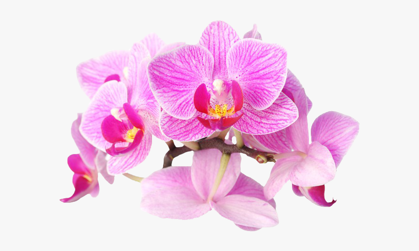 Dibujo Orquideas Png, Transparent Png, Free Download