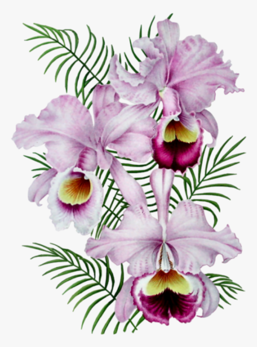 #orquideas #flowers #freetoedit - Fete Des Grand Meres Gratuite, HD Png Download, Free Download