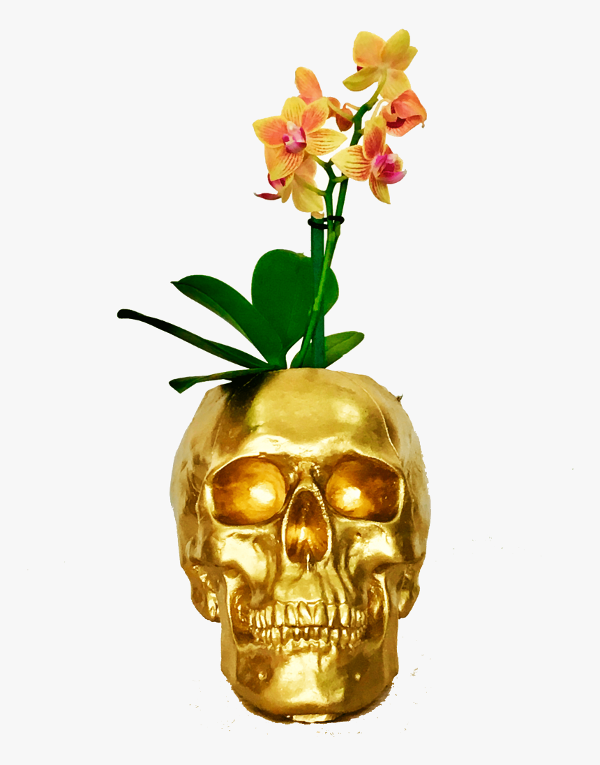 Skull, HD Png Download, Free Download