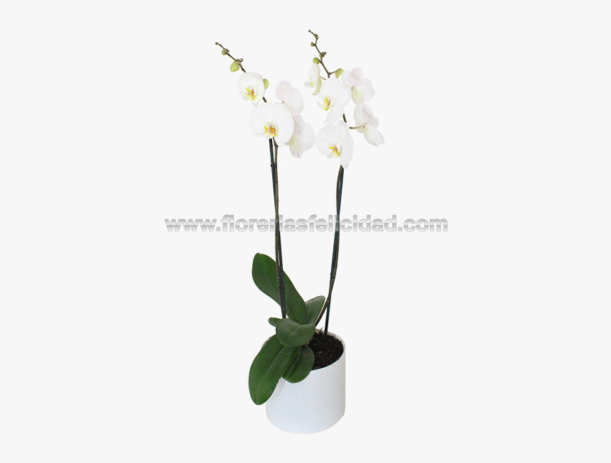 Moth Orchid, HD Png Download, Free Download