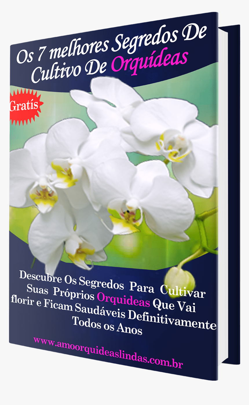 Moth Orchid, HD Png Download, Free Download