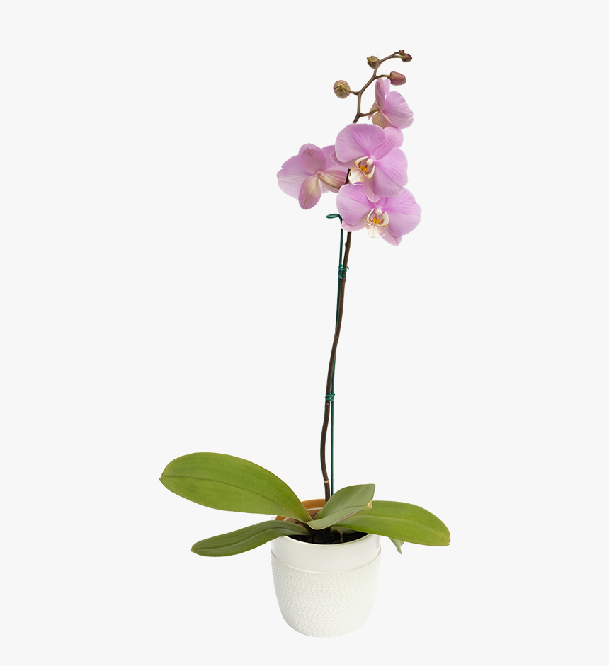 Orquidea Budapest - Moth Orchid, HD Png Download, Free Download