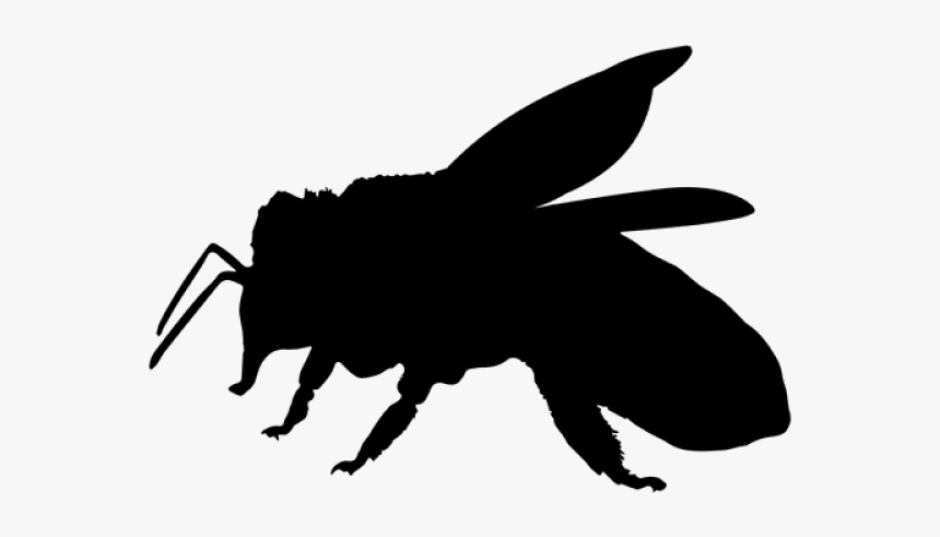 Bee Silhouette - Bee Silhouette No Background, HD Png Download, Free Download