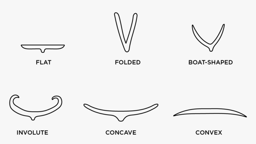 Illustrated Diagram Of Grass Leaf Blade Cross Sections - Line Art, HD Png Download, Free Download