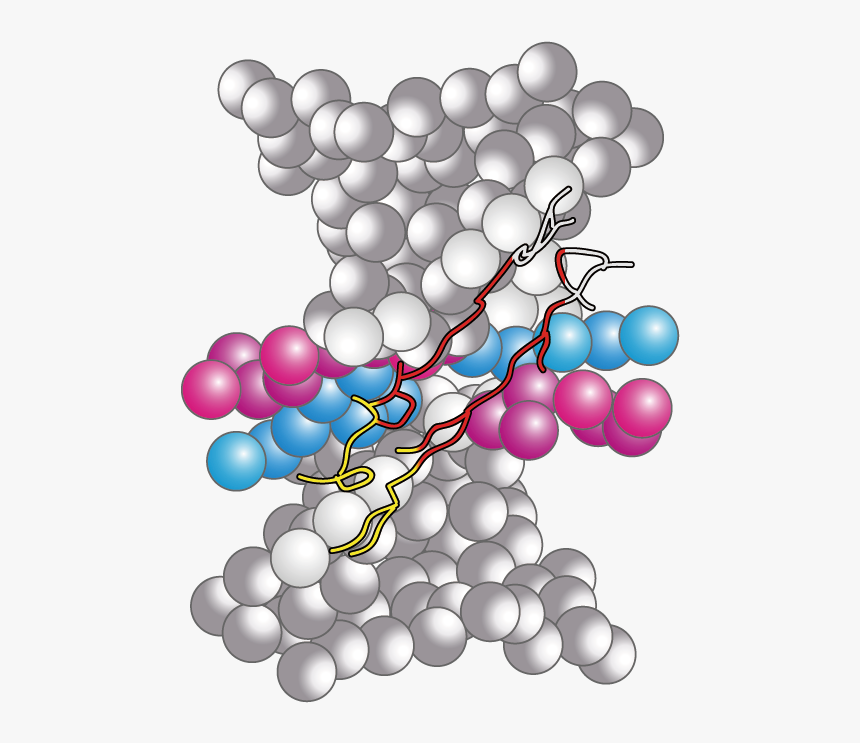 Contract Syntheses Of Pipa - Illustration, HD Png Download, Free Download