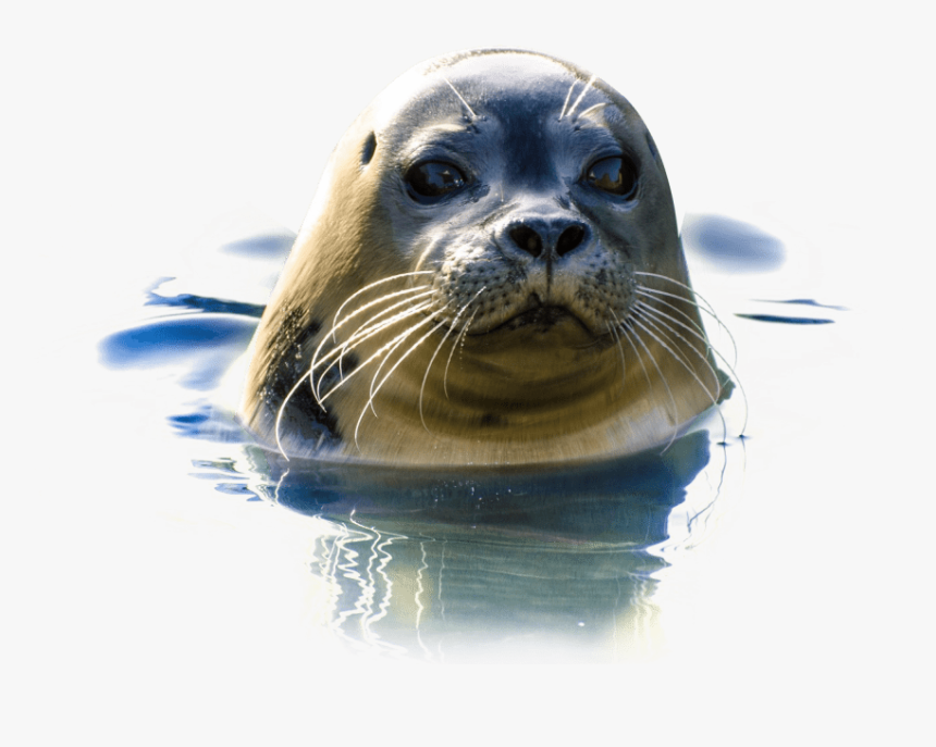 Transparent Harp Seal Clipart - Sea Lion Transparent, HD Png Download, Free Download