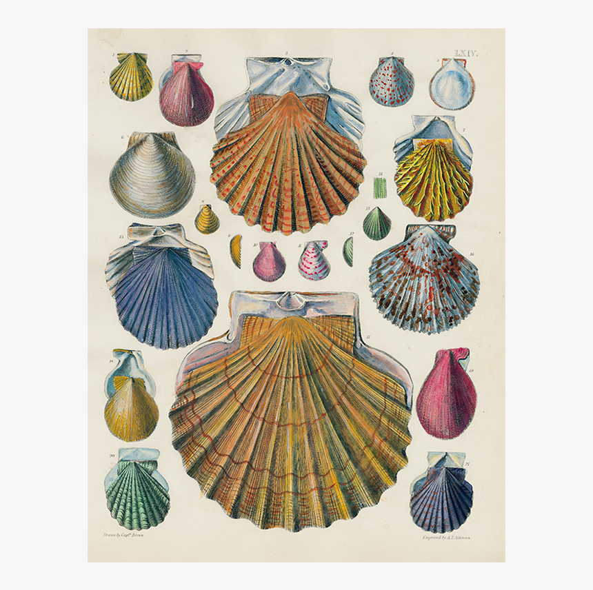 Shell, HD Png Download, Free Download