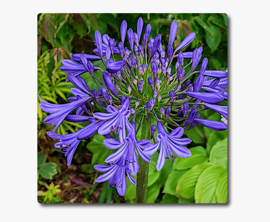 Agapanthus, HD Png Download, Free Download