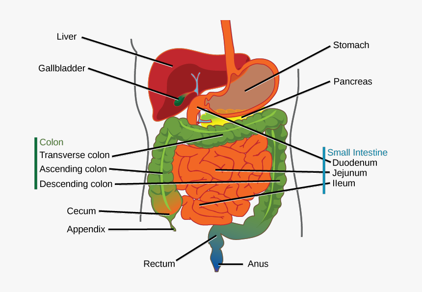 Media/image8 - Difference Between Esophagus And Oesophagus, HD Png Download, Free Download