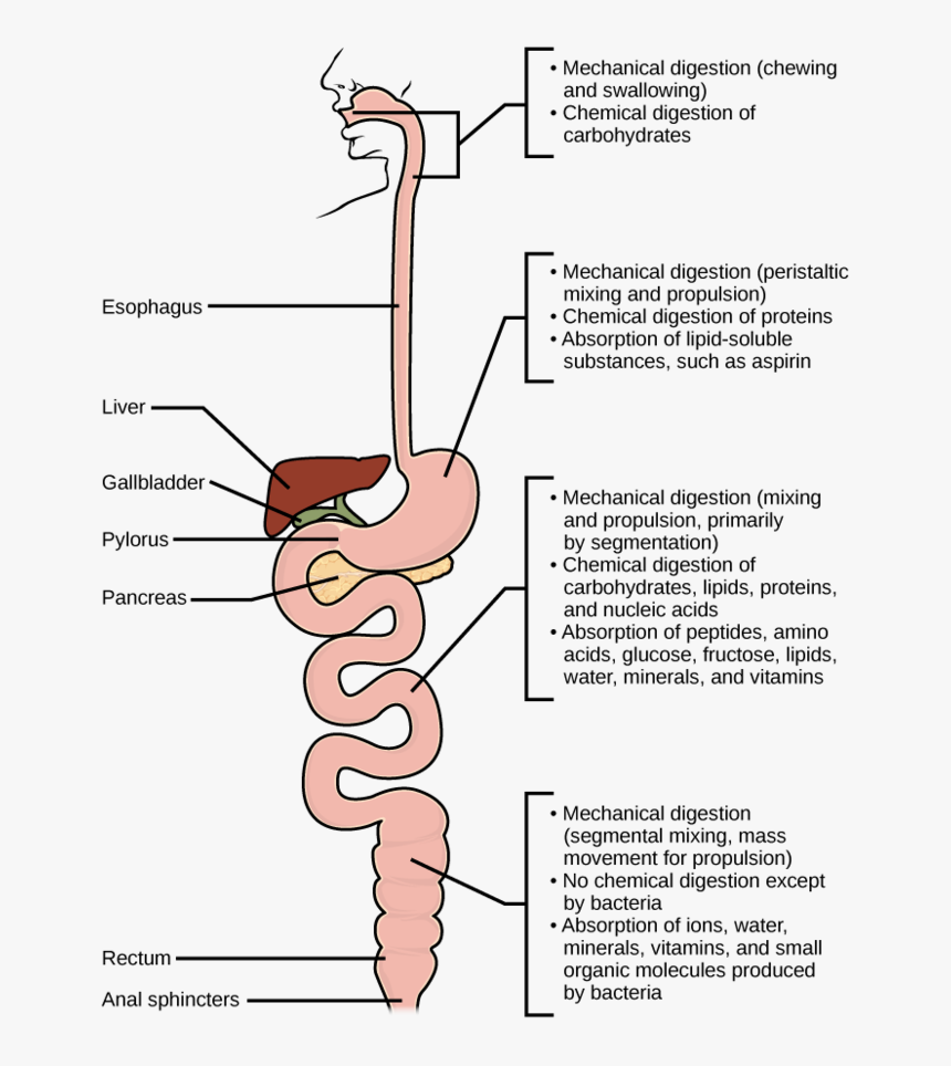 Image - Chemical Digestion Diagram, HD Png Download, Free Download