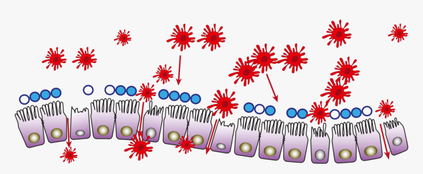 Leaky Gut - Mucous Membrane, HD Png Download, Free Download