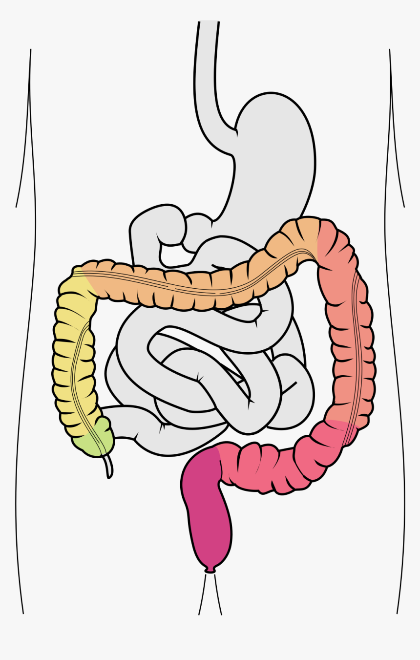 Stomach Clipart Small Intestine - Jelito Ślepe, HD Png Download, Free Download