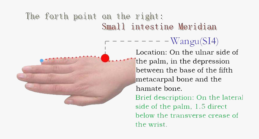 Point Small Intestine 4, HD Png Download, Free Download