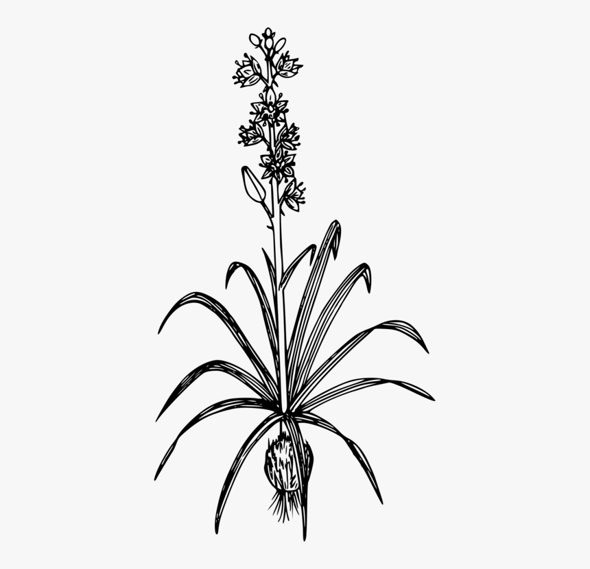 Common Camas Toxicoscordion Venenosum Drawing Mountain - Serai Plant Clipart Black And White, HD Png Download, Free Download