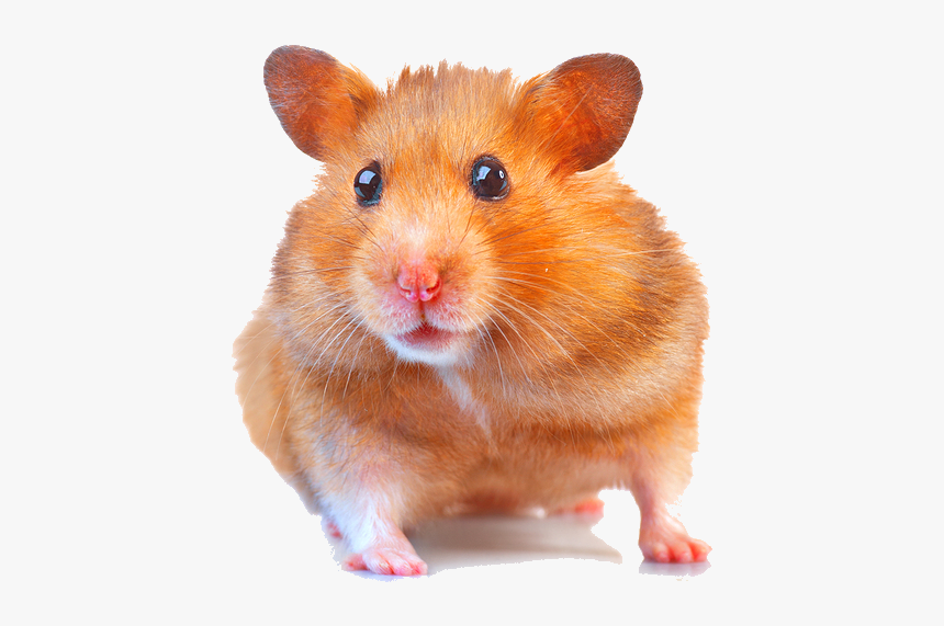 Guinea Pig And Hamster, HD Png Download, Free Download