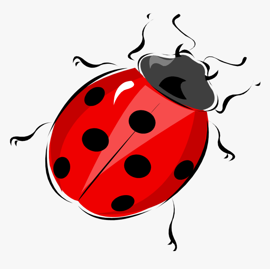 Crickets Class Led By Mrs Haizel, Mrs Dawson And Mrs - Diagram Lady Bird Beetle, HD Png Download, Free Download