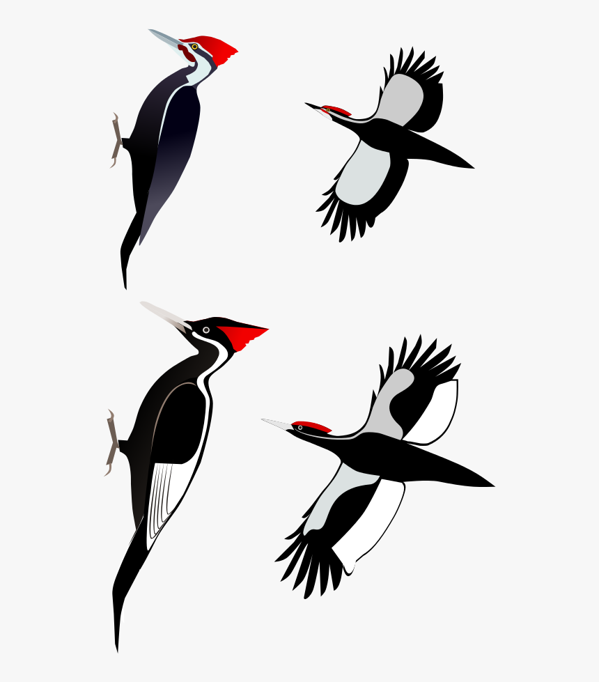 Ivory Billed Woodpecker, HD Png Download, Free Download