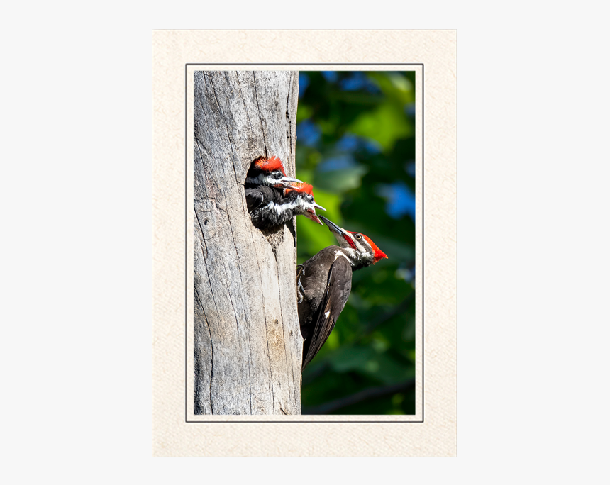 Pileated Woodpeckers - Pileated Woodpecker, HD Png Download, Free Download