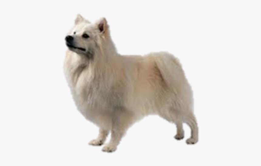 #germanspitz# Loyal #fluffy #small #dog #white #beautiful - American Eskimo Dog, HD Png Download, Free Download