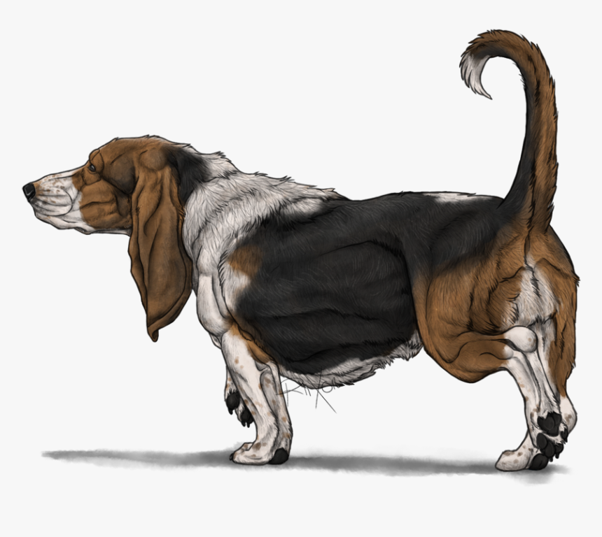 Transparent Basset Hound Png - Basset Hound Deviantart, Png Download, Free Download