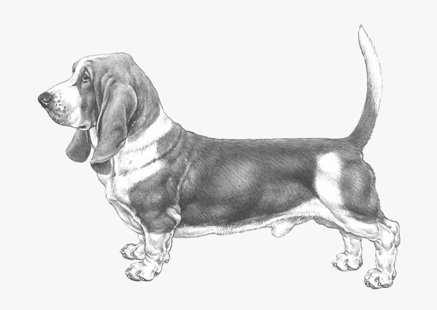 Basset Hound, HD Png Download, Free Download