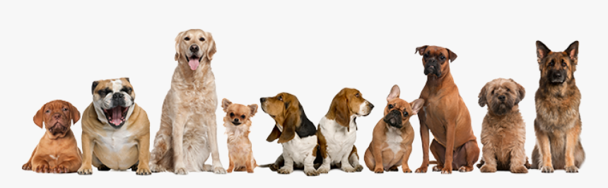 Dog Training Banner, HD Png Download, Free Download