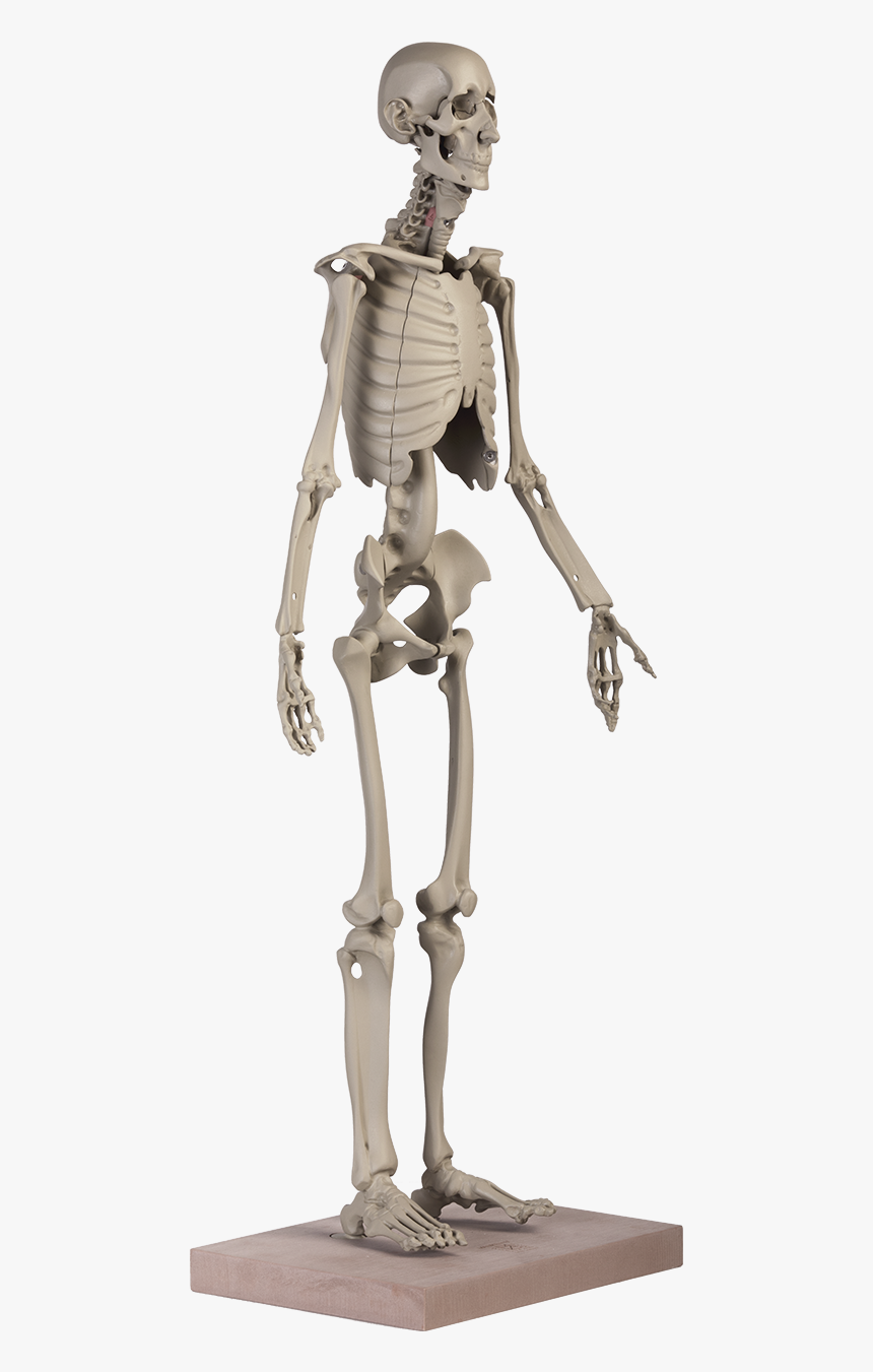 Skeleton, HD Png Download, Free Download