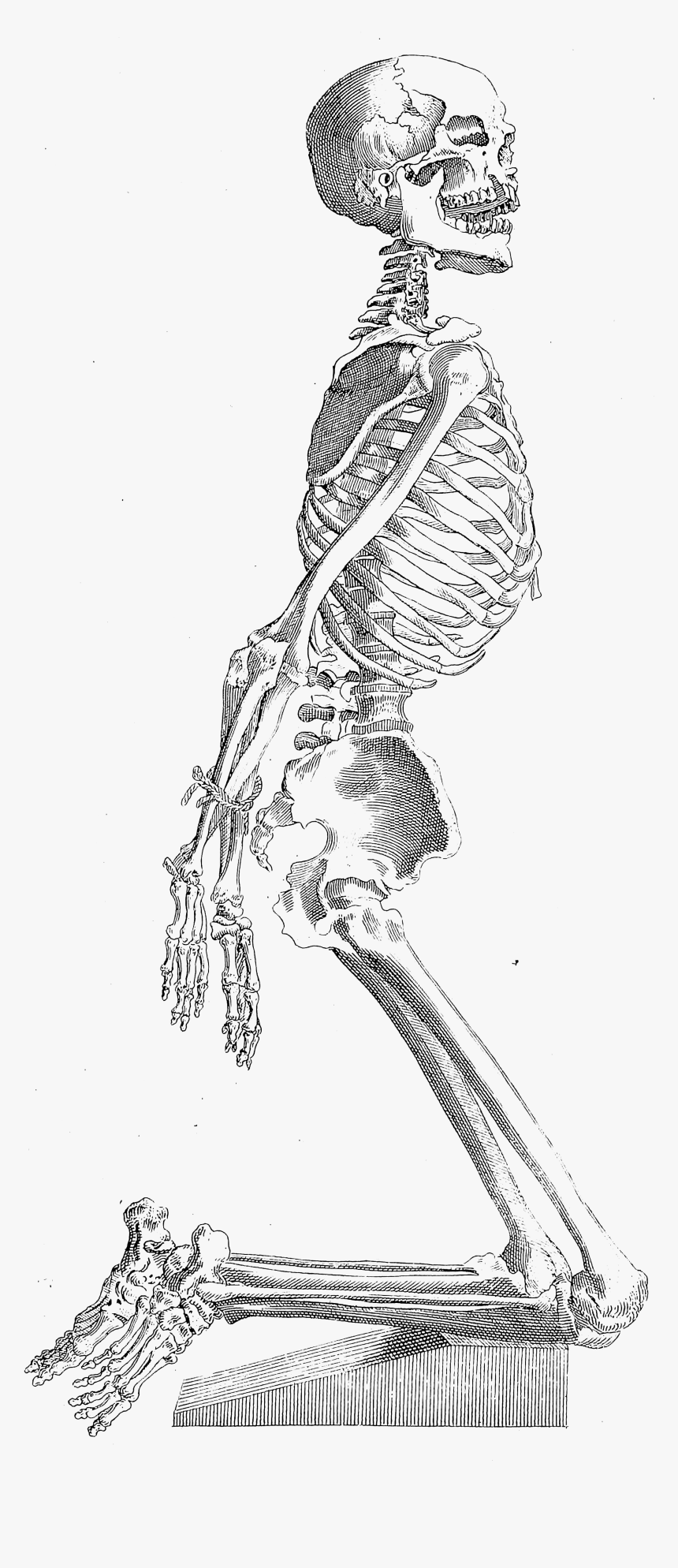 Transparent Skeletal System Png - Skeleton Drawing Over Body, Png Download, Free Download